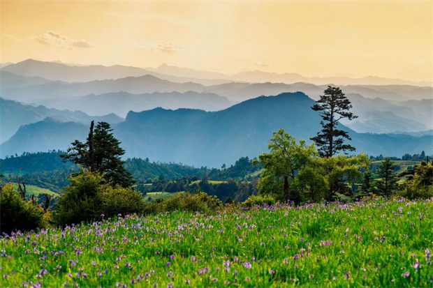 云南旅游,云南旅行社,云南團建公司,云南策劃公司,云南會議會展,云南策劃執行,麗江旅游,麗江旅行社,麗江團建公司,麗江策劃公司：七月格拉丹，云海之外許你一片浪漫鳶尾
